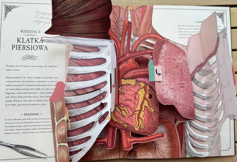 Ciało człowieka: przewodnik pop-up po anatomii - Richard Walker