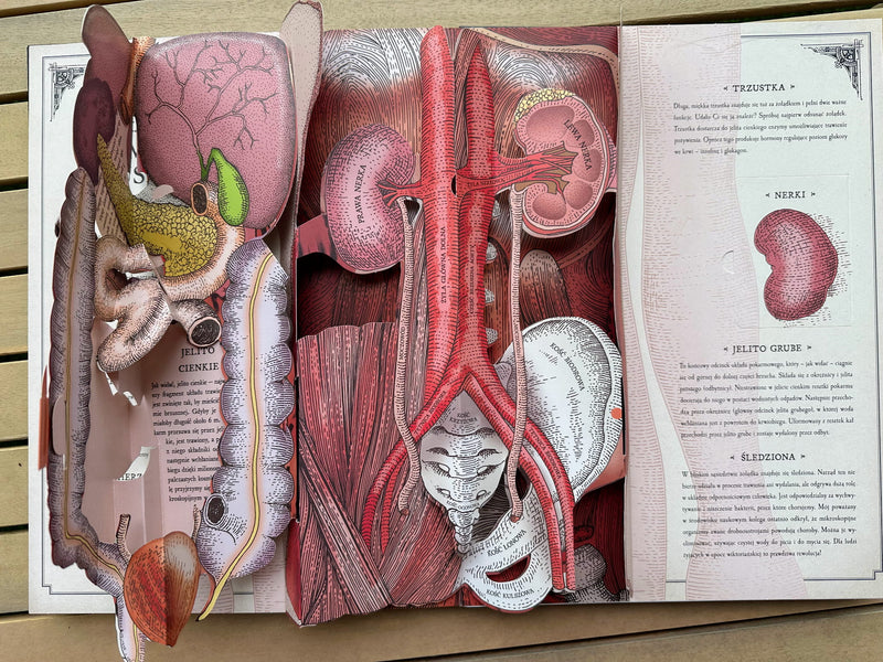 Ciało człowieka: przewodnik pop-up po anatomii - Richard Walker