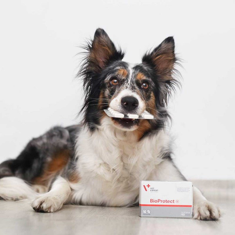 VET EXPERT BIOPROTECT - probiotyk dla psów i kotów